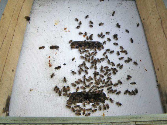 Bubbling Bees