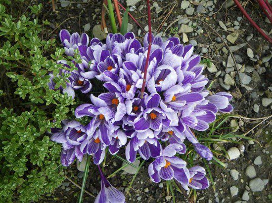 Crocuses
