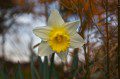 Daffodil