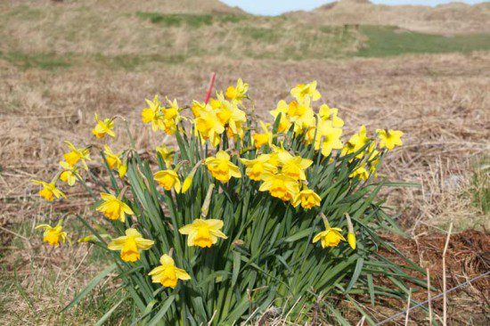 Daffodils