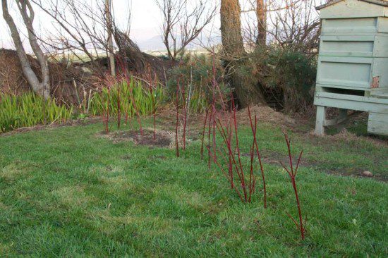Dogwood Hedge