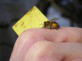 Full Pollen Sacs