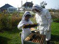 Hive Inspection
