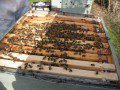 Into the Hive
