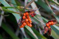 Iris Berries