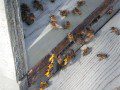 Pollen
