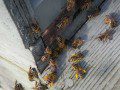 Pollen Deliveries