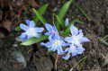 Some Blue in the Garden