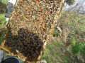 Spot the Queen - I can see her!