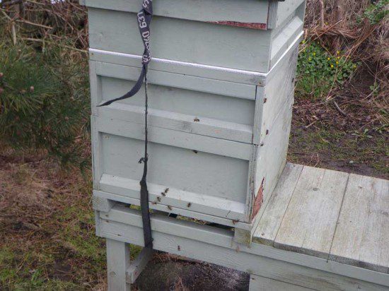 Weathered Hive