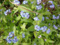 Forget-me-Nots