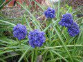 Grape Hyacinths