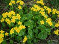 Marsh Marigold