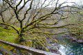Mossy Tree