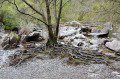 Tree Roots