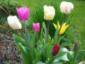 Tulips