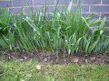 Alium Border