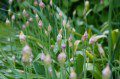 Alium Buds