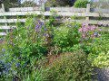 Aquilegias
