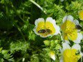 Bee on Poached Egg Plant