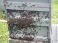 Bees