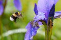 Bumble Bee