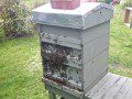Busy Hive