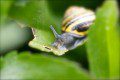 Sneaking Snail