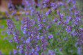 Cat Mint