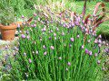 Chives