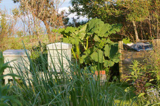 Hives in the garden