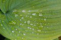 Hosta Droplets
