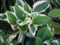 Hostas