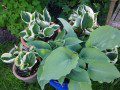Hostas