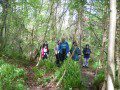 Teifi Valley Woods