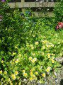 Poached Egg Plants