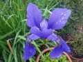 Purple Iris