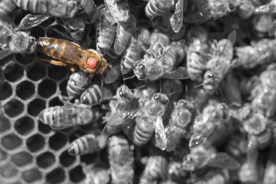 Queen Bee