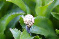 Snail Shell