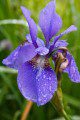 Soggy Iris