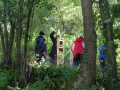 Tower Building in the Woods
