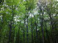 Woodland Trees