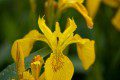 Yellow Flag Iris