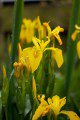 Yellow Iris