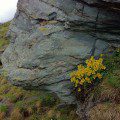 Alpine Flowers