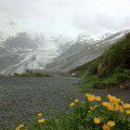 Glacial Flowers