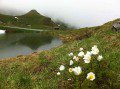 Lakeside Flowers
