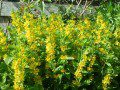 Loosestrife