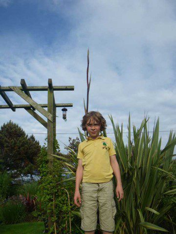 Phormium