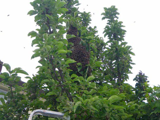 Swarm